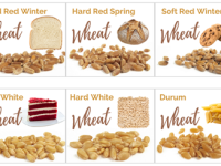 Wheat Basics